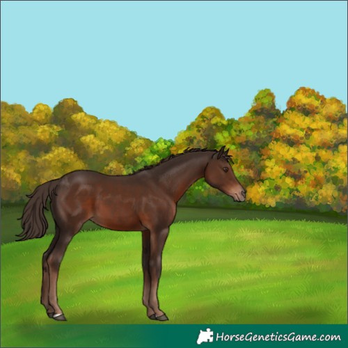 Horse Color:Liver Chestnut 