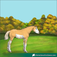 Horse Color:Palomino Splash 