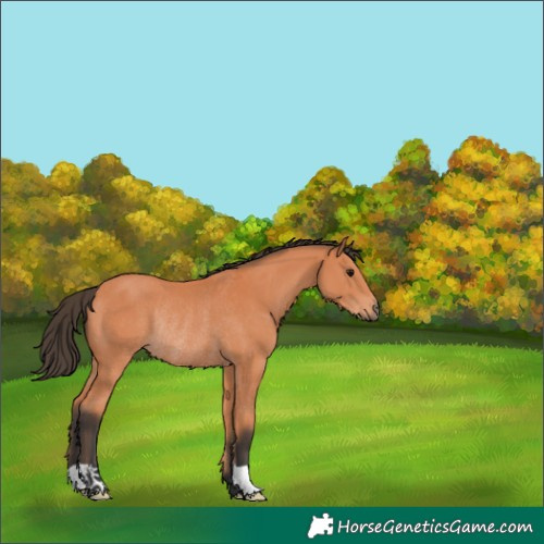 Horse Color:Bay Rabicano