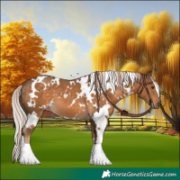 Horse Color:White Spotted Chocolate Palomino 