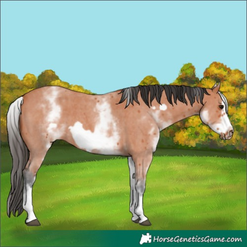 Horse Color:White Spotted Bay Sabino Frame 