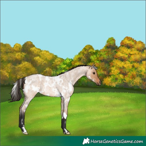 Horse Color:White Spotted Bay Roan Dun 