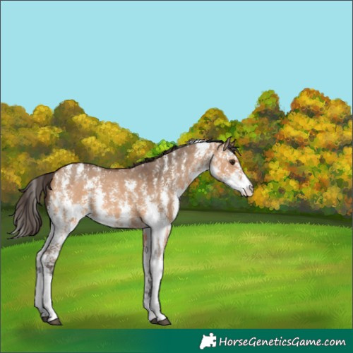 Horse Color:Bay Dun Sabino Rabicano