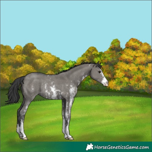 Horse Color:Unknown 