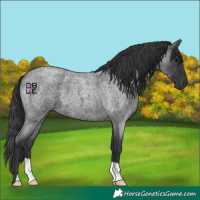 Horse Color:Blue Roan