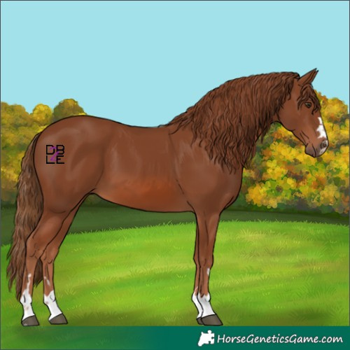 Horse Color:Chestnut 