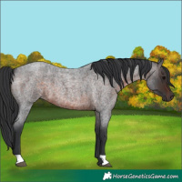 Horse Color:Brown Roan