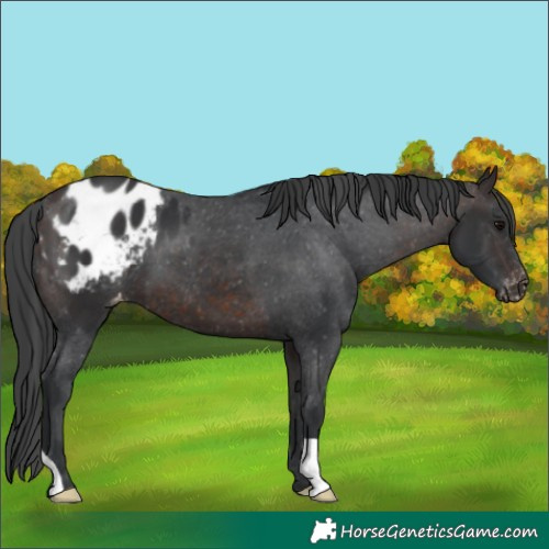 Horse Color:Brown Appaloosa 