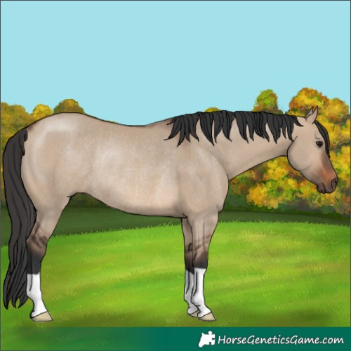 Horse Color:Brown Dun Rabicano 