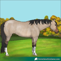 Horse Color:Brown Dun Rabicano 