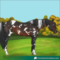 Horse Color:White Spotted Brown