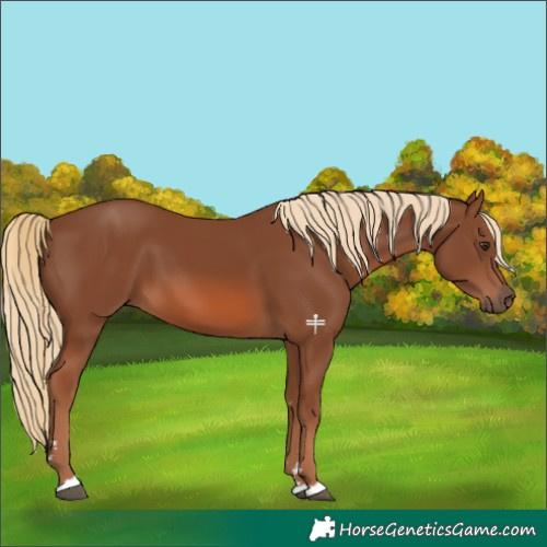 Horse Color:Chestnut 