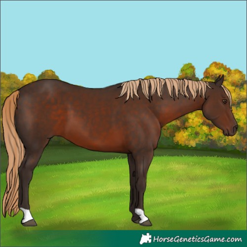 Horse Color:Liver Chestnut 