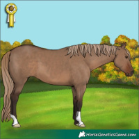 Horse Color:Liver Red Dun