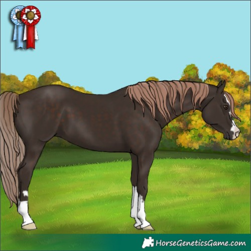 Horse Color:Liver Chestnut 