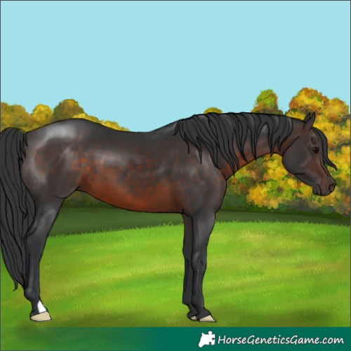 Horse Color:Brown 