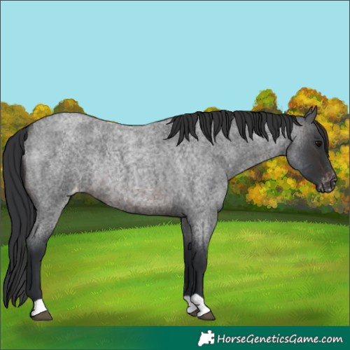 Horse Color:Brown Roan Appaloosa Rabicano 