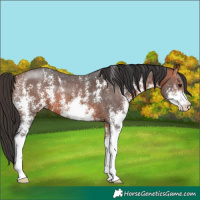 Horse Color:Bay Sabino