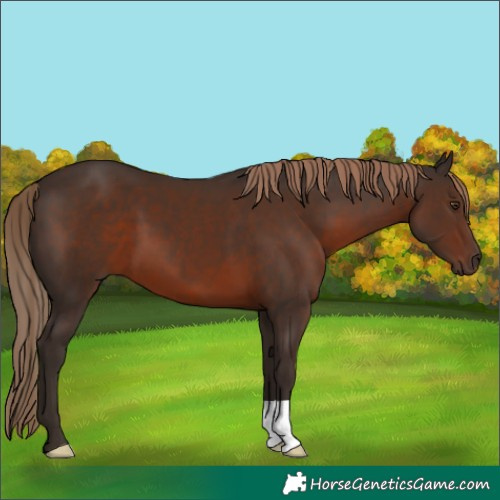 Horse Color:Liver Chestnut 