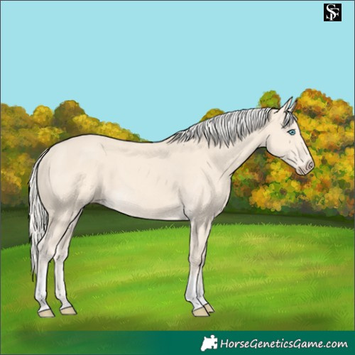 Horse Color:Cremello Tobiano 