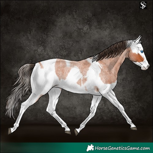 Horse Color:Bay Roan Splash Tobiano Appaloosa and Bay Roan Splash Tobiano Appaloosa