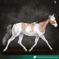 Horse Color:Bay Roan Splash Tobiano Appaloosa  and Bay Roan Splash Tobiano Appaloosa 