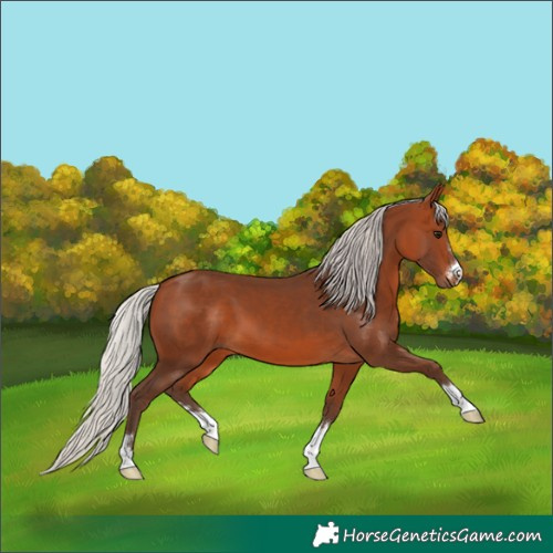 Horse Color:Silver Brown 