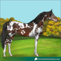 Horse Color:White Spotted Liver Chestnut Tobiano 