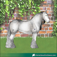 Horse Color:Gray Platinum Grullo Splash 