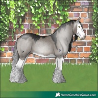 Horse Color:Gray Platinum Grullo Splash 