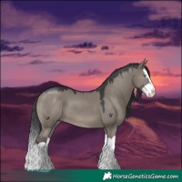 Horse Color:Grullo Mushroom Splash 