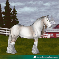 Horse Color:Gray Liver Red Dun Splash 