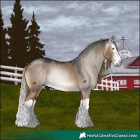 Horse Color:Gray Liver Red Dun Splash 