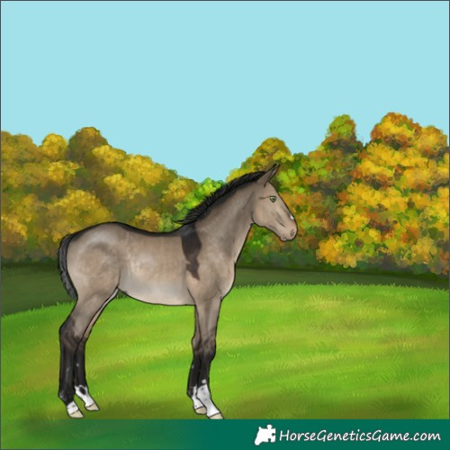Horse Color:Gray Brown Dun Rabicano 