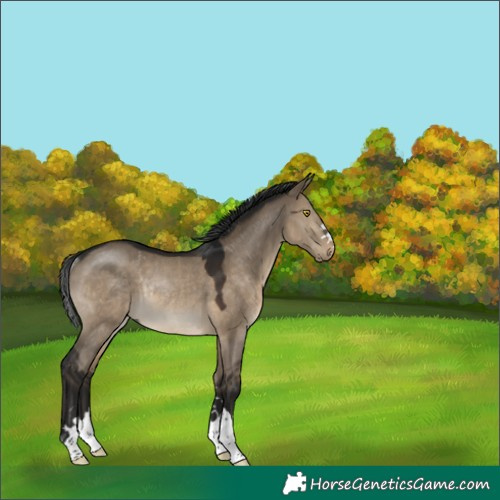 Horse Color:Gray Brown Dun Rabicano 