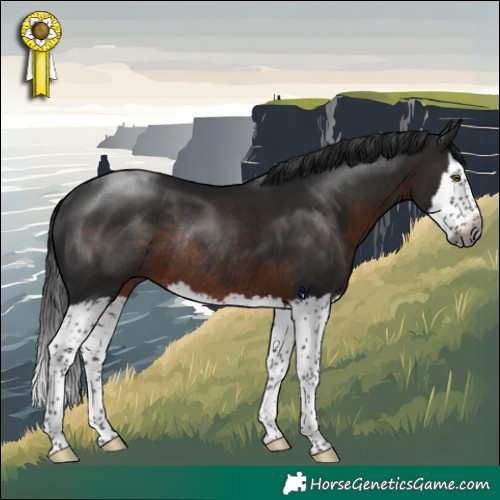 Horse Color:Gray Brown Splash Rabicano 