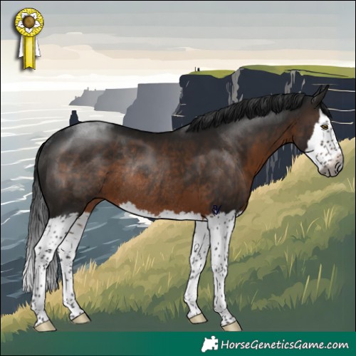 Horse Color:Gray Brown Splash Rabicano 