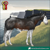 Horse Color:Gray Brown Splash Rabicano 