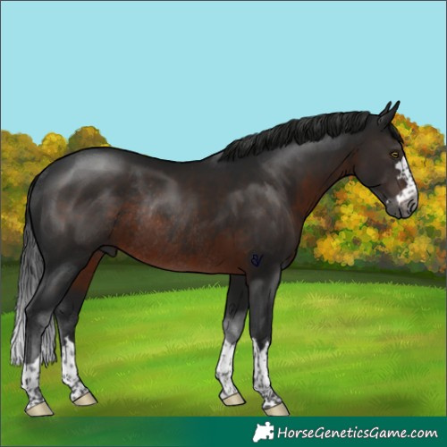 Horse Color:Gray Brown Rabicano 