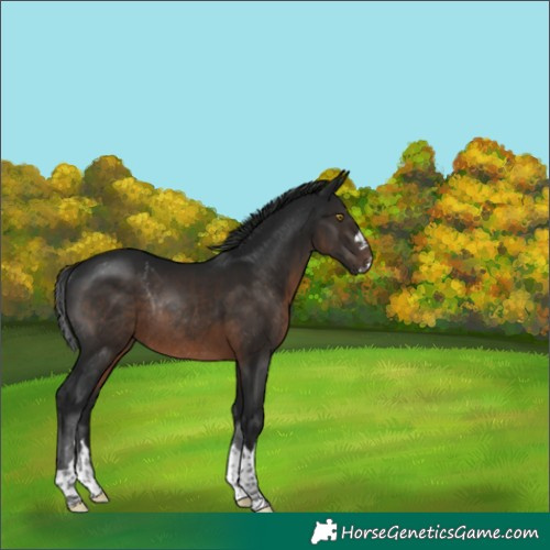Horse Color:Gray Brown Rabicano 