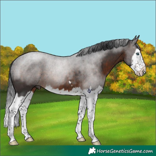 Horse Color:Brown Splash Rabicano 