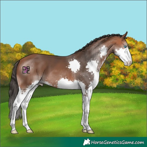 Horse Color:Bay Splash 