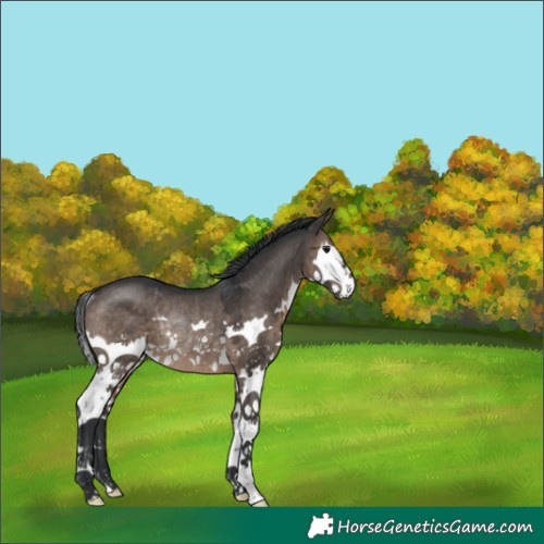 Horse Color:Brown Dun Splash Rabicano 