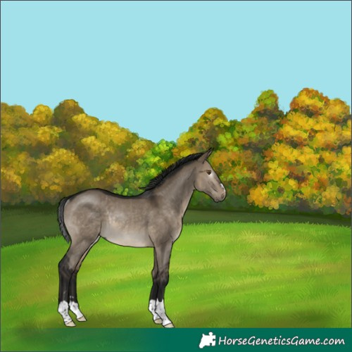 Horse Color:Gray Brown Dun Rabicano 