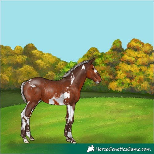 Horse Color:Silver Brown Splash Tobiano Rabicano 