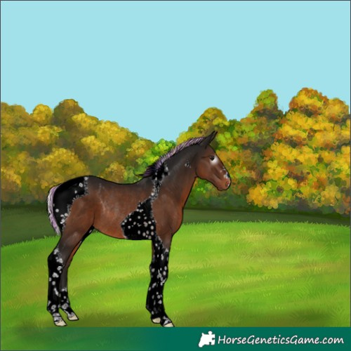 Horse Color:Gray Painted Silver Brown Tobiano Rabicano 