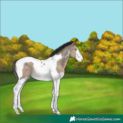 Horse Color:Brown Dun Splash Tobiano Rabicano 
