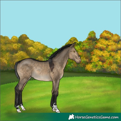 Horse Color:Gray Brown Dun Rabicano 