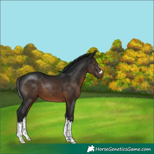 Horse Color:Gray Brown Splash Rabicano 
