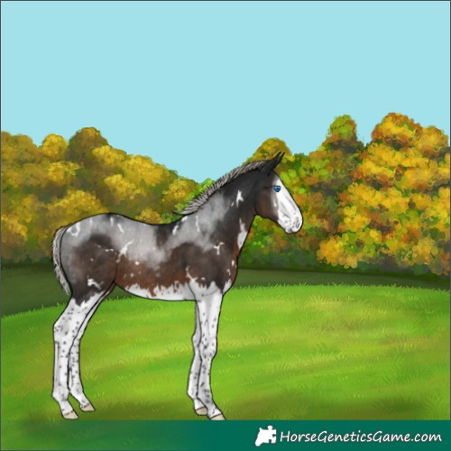 Horse Color:Gray White Spotted Silver Brown Splash Rabicano 
